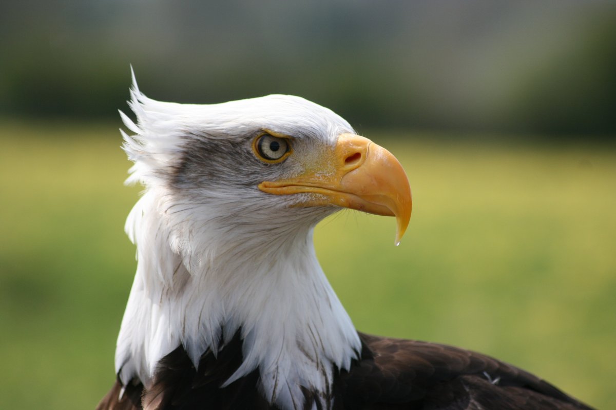 Bald eagle portrait